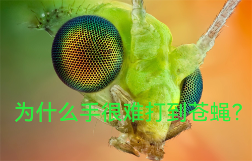 為什么手很難打到蒼蠅？