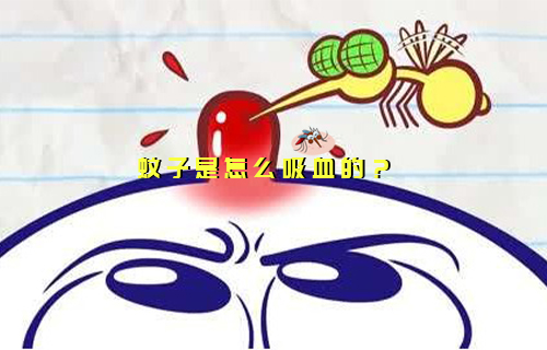 【科普視頻】你知道蚊子是怎么“干飯”的嗎？